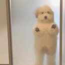 마이브라운