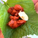 팔도유황오리 이미지