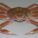 조은대게 Daum카페
