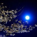 달빛숲속마을 이미지