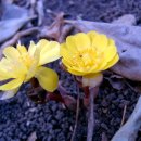 찬물내기 이미지