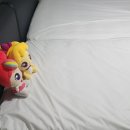 올바른세탁 | 올바른침대 호텔 침대 매트리스 방수커버 SS Q 사이즈 후기｜기저귀떼기 필수템