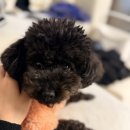 우프 | 저자극 강아지 샴푸 추천 우프서울 코코넛 샴푸 후기