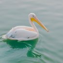 라캄파넬라 이미지