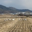 두루미 농원 이미지