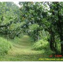 안나농원 이미지