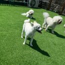 일리키독 이미지