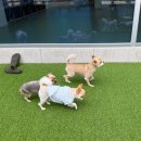 호텔멍 | [울산 북구 강아지 애견 호텔 추천] 멍트리 애견호텔 이용 및 강추 후기!