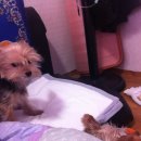 깐돌이PC 이미지