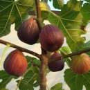 무화과나무 이미지