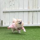 라몽 | 대구 수성구 애견동반카페 라몽드 카페 방문 후기