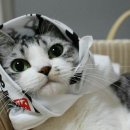 오독오독 이미지