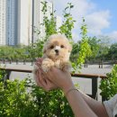 멍냥스타 강아지분양 고양이분양 이미지