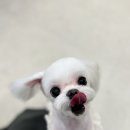 서현애견미용실 이미지