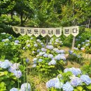 울산 6월 여행 2025 장생포 수국 페스티벌 기간 무료 셔틀 버스 입장료
