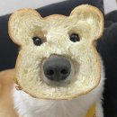 빵먹는 강아지 이미지