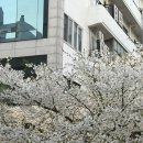참치플러스 | 광주 참치, 더플러스참치 본점, 무한리필 후기