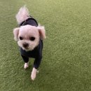 비전 동물병원 | 평택 비전동물 병원 정착 후기