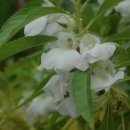 귀하도다 이미지