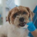 코아동물병원 이미지