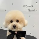 멍발소 이미지