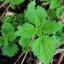 약용식물전문가과정 이미지