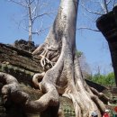 캄보디아 타프론의 판야나무 이미지