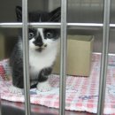 웰케어 동물병원 이미지