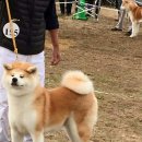 하루미 이미지