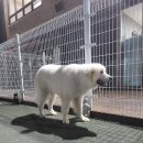 올 도그 그루밍(All DOG GROOMING) 이미지