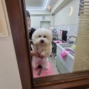 뭉개구름 | 인천 강아지 미용 몽개구름 애견미용실 후기! 비숑 모량 많은 강아지 위생 미용&amp;얼굴 컷