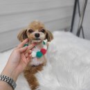 플러스애견미용실 이미지