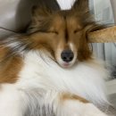 더블링독 이미지