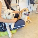 도그 앤 조이 이미지