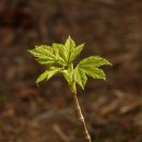 나무가 꿈꾸는 집 이미지