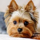 애완강아지 이미지