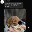 드림동물의료센터 이미지