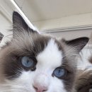 고양이카페 | [경기/안산] 안산고양이카페 우다다다고양이카페 다녀온 후기 🐾