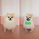 아토 강아지 미용실 이미지