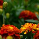 행복덩어리 이미지