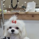 루비 애견샵 이미지