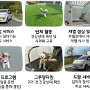 선샤인 반려견 유치원 이미지