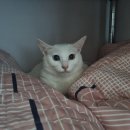 이브겨울이네펜션 이미지