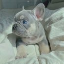 J&L 희귀모색 프렌치불독 이미지