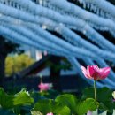 6515, 아미타경 독송 중에.. 이미지