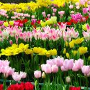 행복한 꽃 이미지