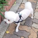 쁘띠몽 이미지