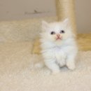 날라리 캣 이미지