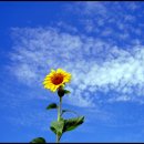 해바라기 이미지