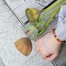 봉은사에 갔다가 힐링 제대로 했어 이미지